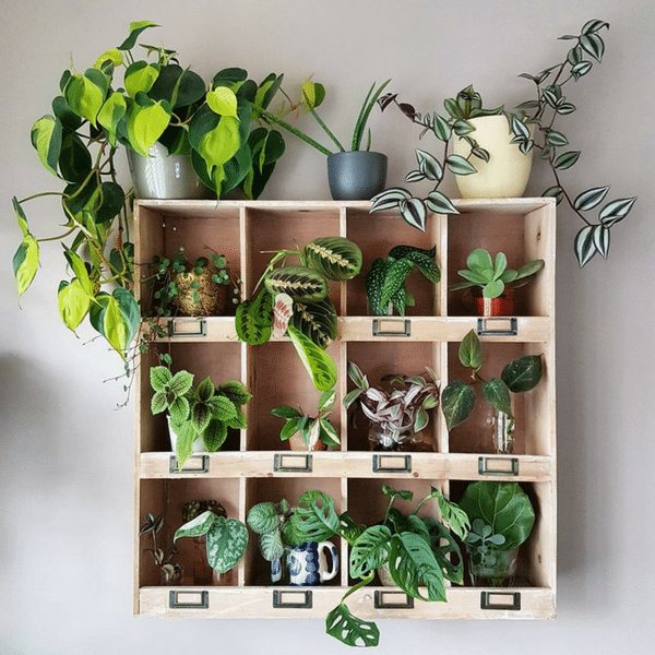 Top 5 Plants to Build Your Own Green Shelf // @arapisarda